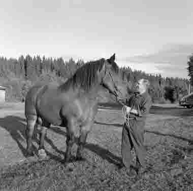 Hästen i skogen avvecklas, sista hästen på SCA, St Hullsjön, 1969. Skogsteknik (avverkning, maskiner, transporter mm)
