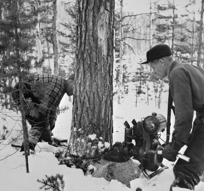Fällning med en 2-mans motorsåg. Motorsågen MAL, Harrsjön, Jämtland. 1950