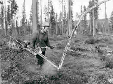 Röjare, Tora Eriksson Mäljsjöbodarna, Haverö, 1975. Skogsteknik (avverkning, maskiner, transporter mm). Skogsvård (plantskolor, gödsling mm)