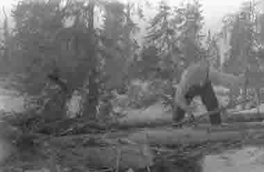 Barkning med barkspade, Raftkölen, Hammerdal april 1926. Skogsteknik (avverkning, maskiner, transporter mm).  Skog i förändring, sidan 24.