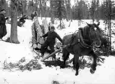 Timmerkörning med häst, olika situationer, lastning, brossling, avlägg mm 1948.