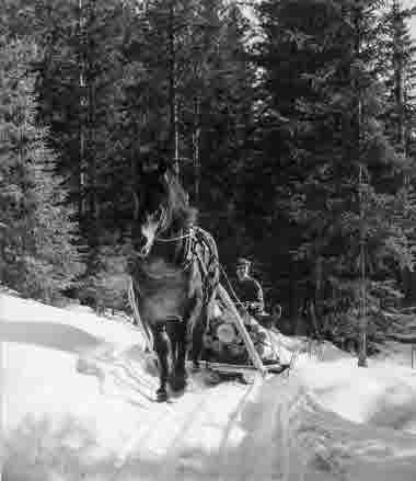 Lunning, framkörning med häst, av timmerstockar under vinteravverkning vid Strömnäs, Kramfors. 1950-tal.