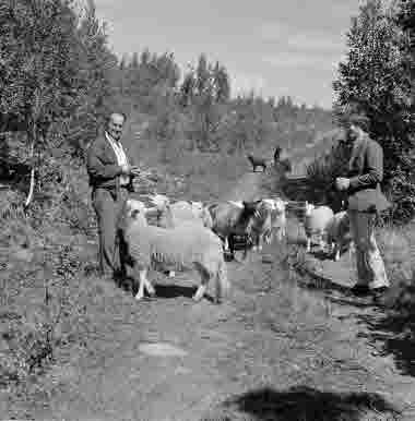 Lövslybekämpning med hjälp av fårbete, Liden, 1977. Skogsvård (plantskolor, gödsling mm)