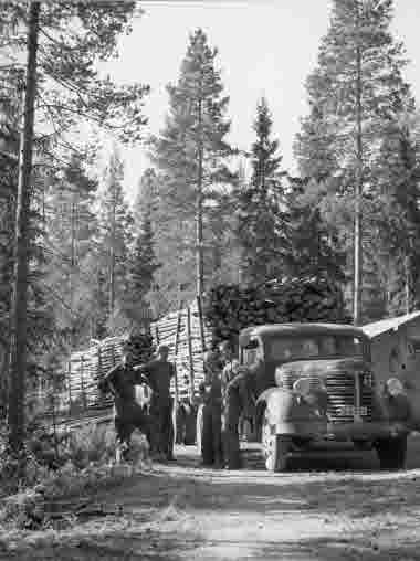 Timmerkörning med lastbil och trailer, 3-metersved 1950. Skogsteknik.


