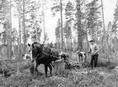 Skogsförvaltning 1949. Sjöströms kulturgren utför markberedning. Nysäters skog, Indals skn. Från vänster Krut Bergström, Nyäter, Indals, Frans Bergström och körare Gunnar Törnqvist, Serlå, Indals skn.